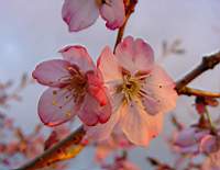 pr pink favorite.JPG